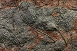 Silurian Fossil Crinoid (Scyphocrinites) Plate - Morocco #148555-3
